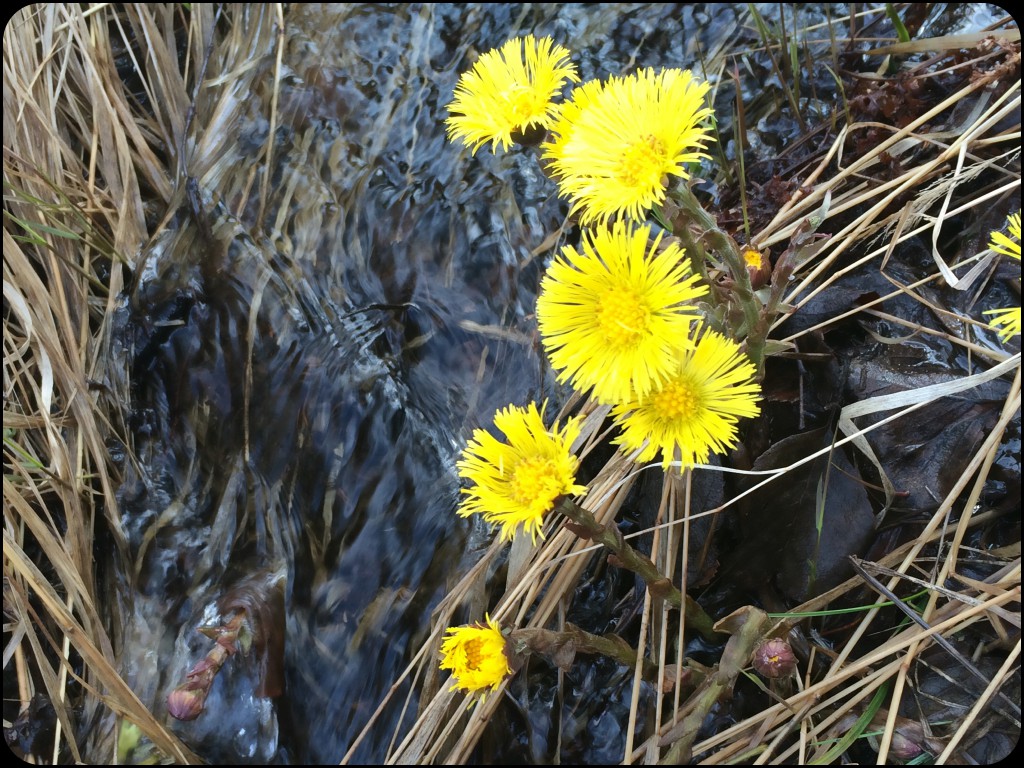 Tussilago i Lisselbo