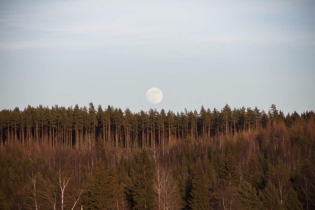 Vårvinter i Lisselbo